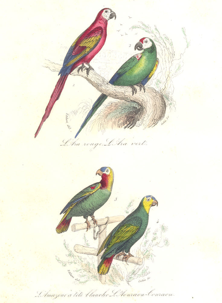 BIRDS. Red, Green, Amazonian Macaw; Bouraoucon; Ara rouge, vert. BUFFON 1841